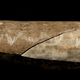 Etchings on a human forearm. (Image: Natural History Museum)
